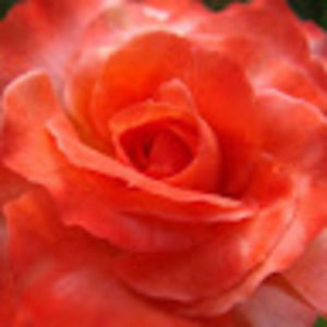 Meet your Posher, Cherisse